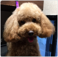 best dog groomer san jose