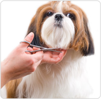 Mobile Dog Grooming San Jose