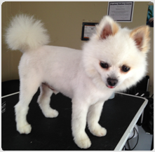 campbell dog grooming