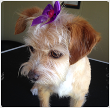 san_jose_dog_grooming_04