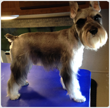 los gatos dog grooming