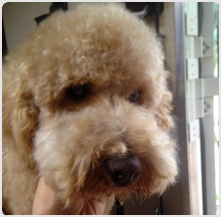 poodle groomer san jose