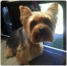 southbay_dog_grooming